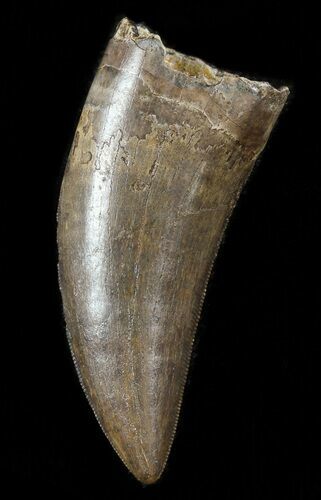 Nice, Serrated, Tyrannosaur (Nanotyrannus) Tooth - Montana #48299